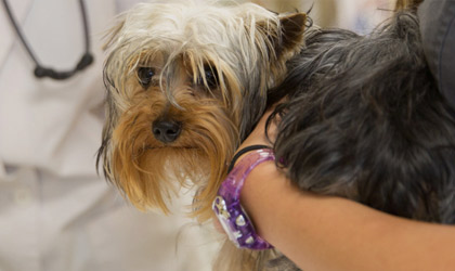 Launch: Veterinary Clinic of Myrtle Beach