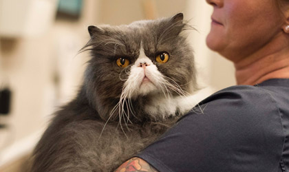 Launch: River Oaks Animal Hospital