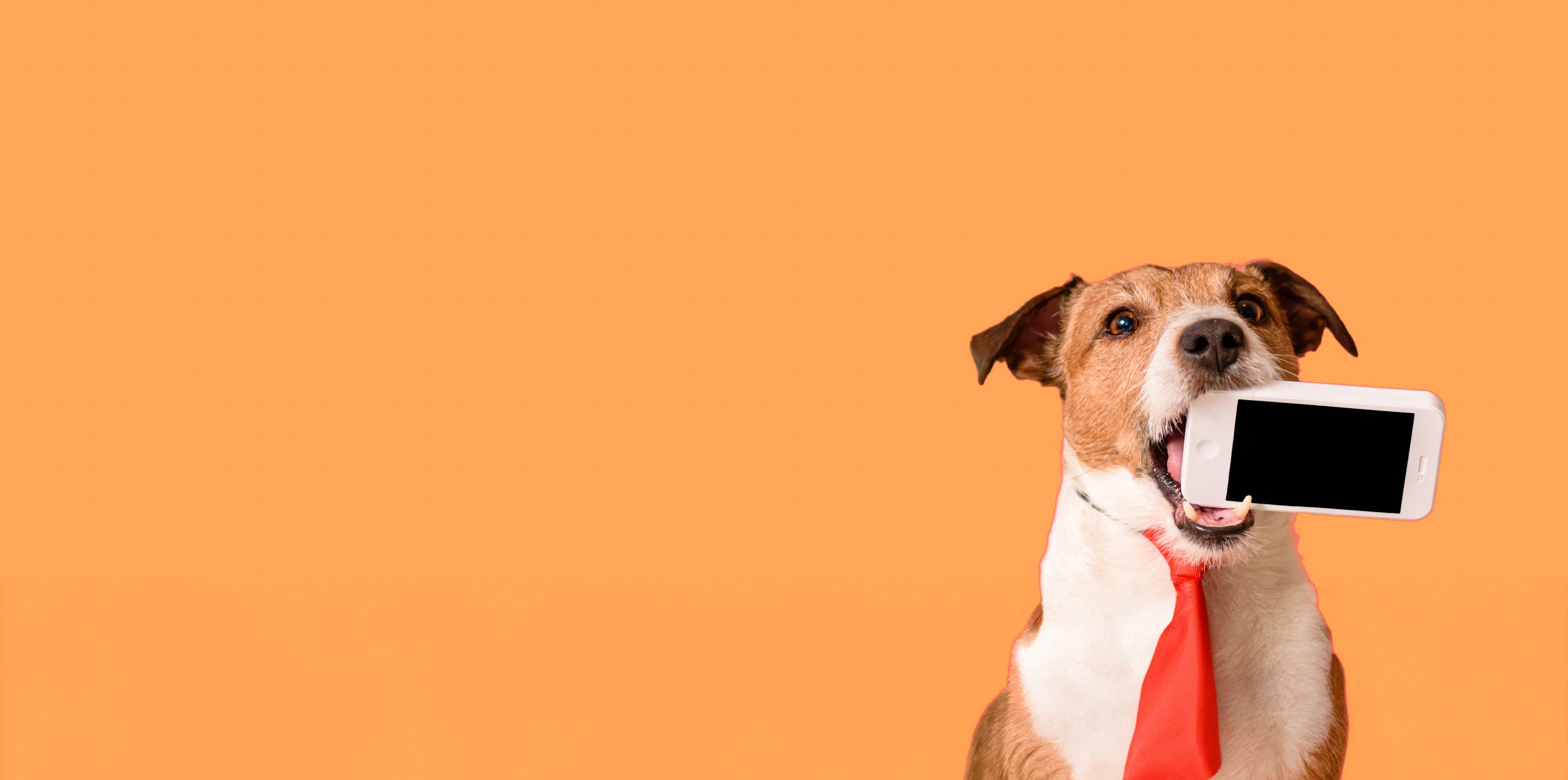 Why Mobile-Friendly Websites Are Non-Negotiable